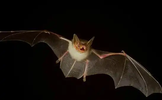 美洲大蝙蝠是如何用自己的牙齿和唾液成为血液专家的