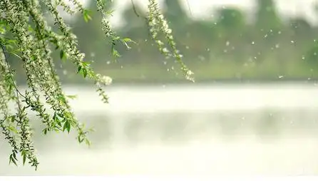 柳絮纷飞,思绪万千,远方的你还好吗?