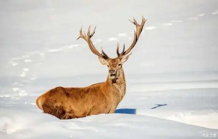 瞧,这只***姿态昂扬,美丽的鹿角是亮点