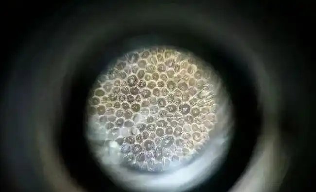 鱼子纹|牛黄|犀牛角_网易订阅