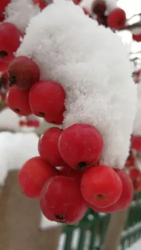 长寿果海棠——冬日里的红红火火!