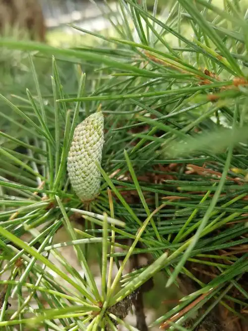 雪松刚结的松果