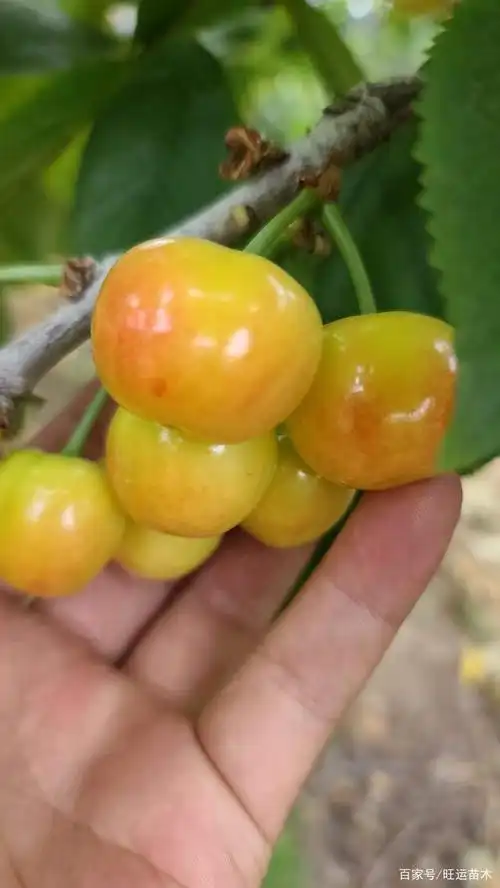 樱桃新品种辉煌1-5