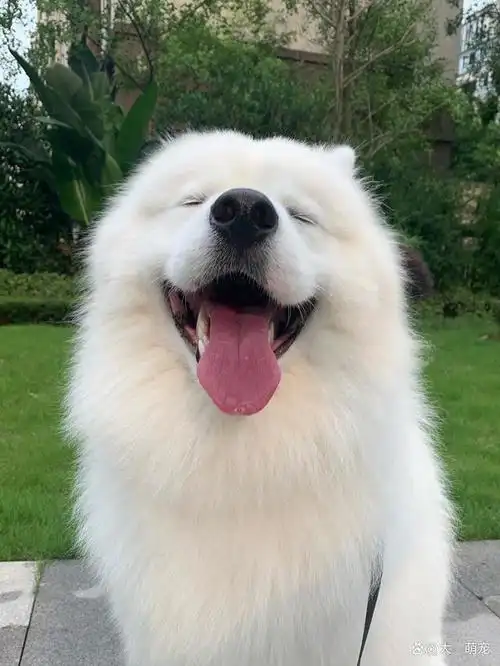 可爱的萨摩耶好治愈呀小家伙笑起来非常温暖