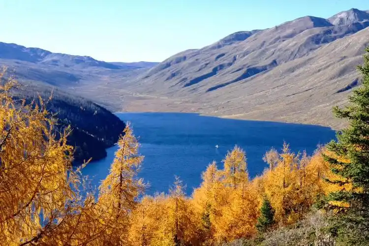 收割最美秋色! 实拍康定情歌风景区彩林美如画_手机搜狐网