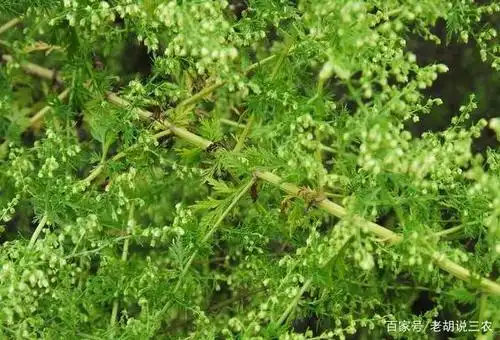 以前用来熏蚊子,现在用来制药,"蚊子草"值钱了
