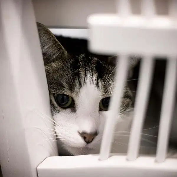 盯着你看偷看你的可爱猫咪头像表情包无水印