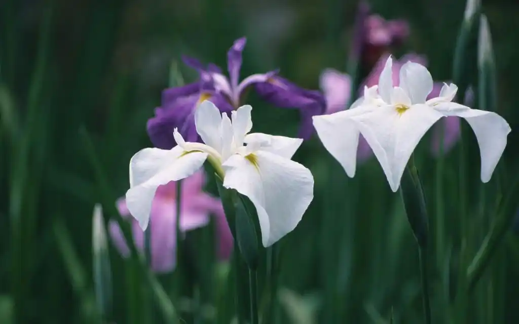 鲜花 第二辑,高清壁纸图片,鲜花背景-回车桌面
