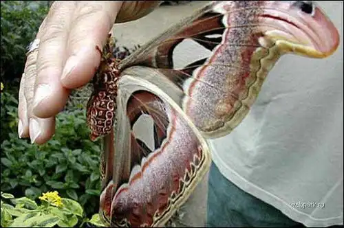 来自火星的蝴蝶突变体10张