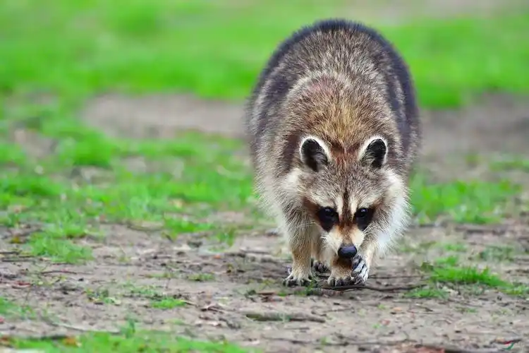 加拿大浣熊贺获动物精华