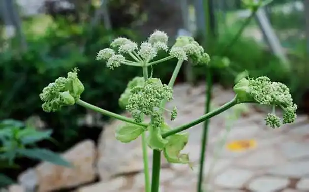 中药材当归壮根肥打什么好?什么肥料有助长根?生根肥哪个牌子好