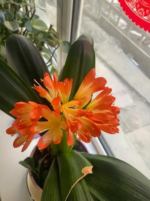 放养的君子兰开花了