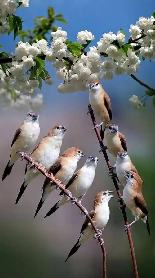 全世界最美艳的花鸟图!