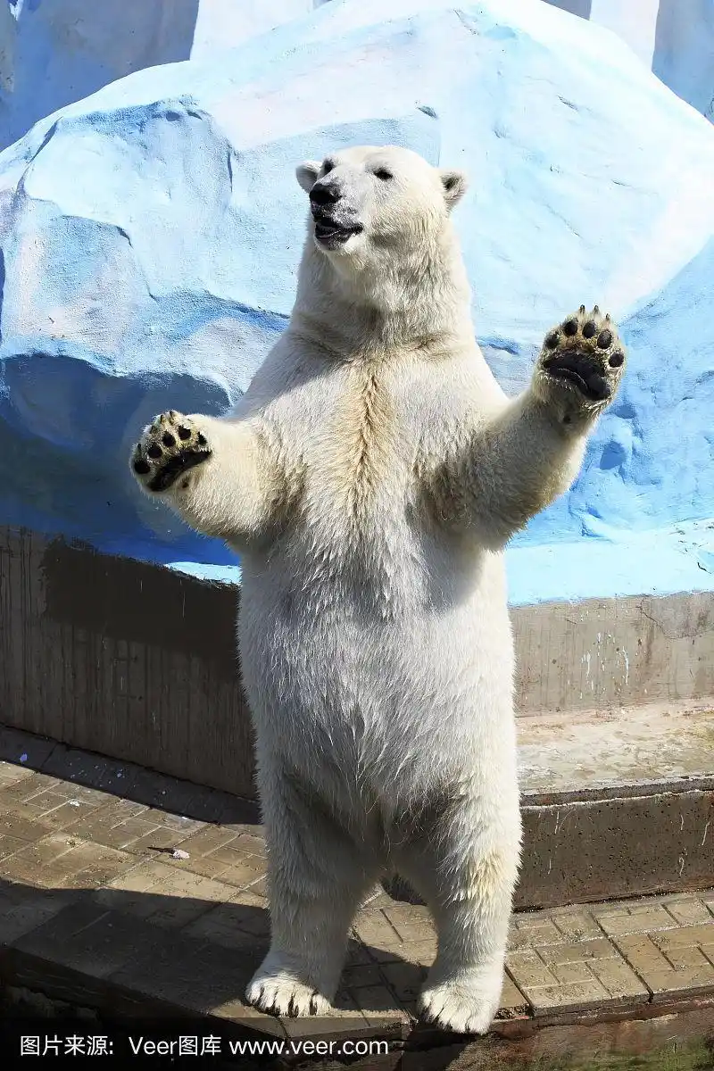 北极熊用后腿站立.