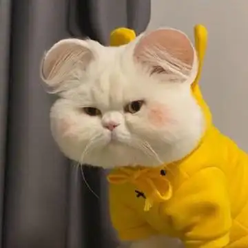 猫咪头像萌图片 高清可爱猫咪头像大全