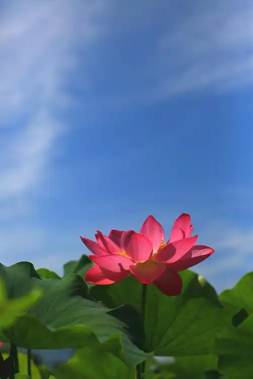 蓝天白云荷花红