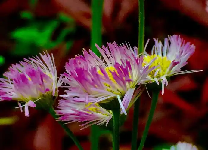 飞蓬小野花一一留在记忆中的童年(2020/04/20)