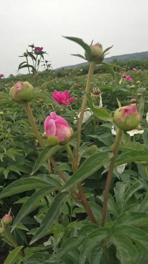 白芍400亩赤芍,有要的可以联系