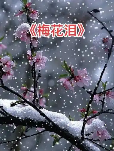 #创作有数 梅花爱雪雪不知,开在雪中做情痴,芳心醉落三千瓣, - 抖音