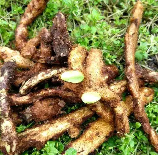 人称"白毛蛇",常冒充"骨碎补",这两种植物,您能区别吗?_根茎