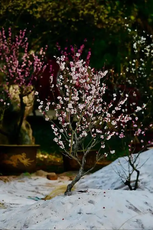 梅花(二) - 美篇