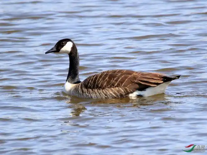 加拿大黑雁
