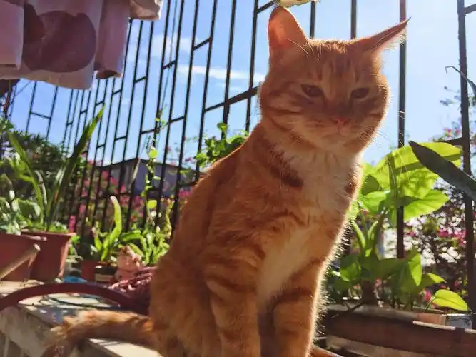 广州成年绝育公橘猫求好心人领养送猫粮