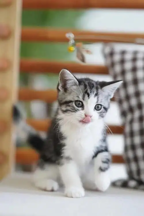 美短起司##起司猫