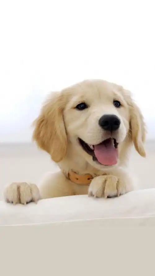 萌萌哒狗狗_可爱图片_我要个性网