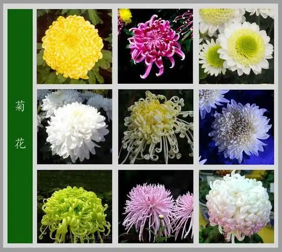 最齐全的《百花图谱》,珍藏起来,路边花都能叫上名!