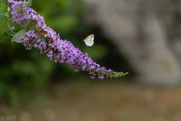 描写春天的短句子15句,关于春天的美好句子文案