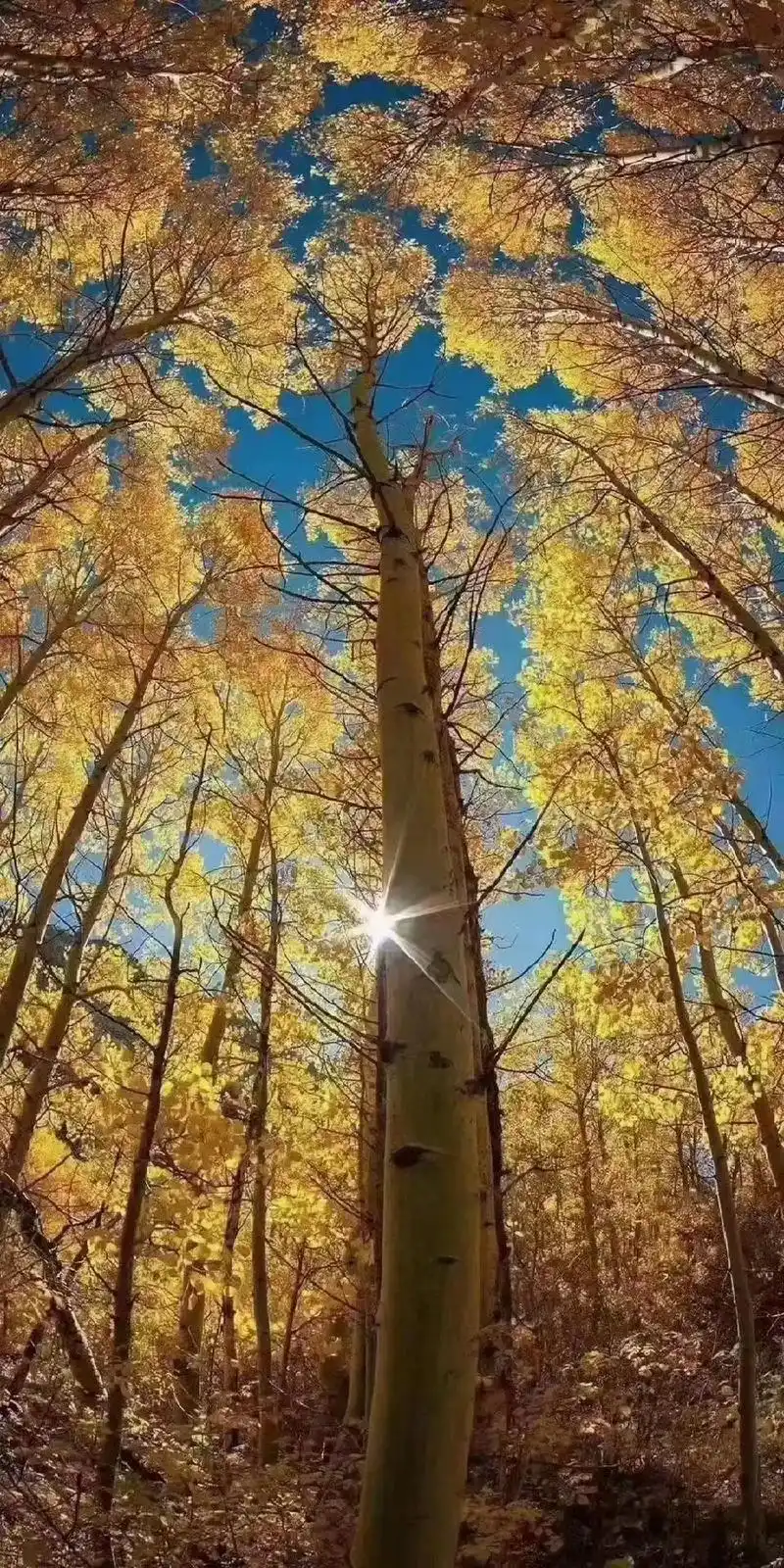 治愈系风景 #最美的风景 #懂的人自然能听懂 盗微信朋友圈 - 兑音