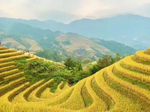 龙脊梯田金色麦浪