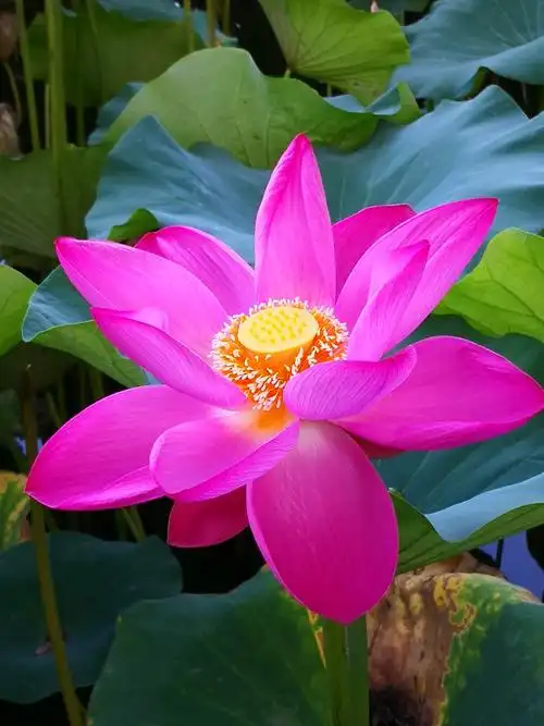 疫情中,炎炎夏日,迎来了北海盛开的荷花,姿态各异,鲜艳夺目,喜欢它那