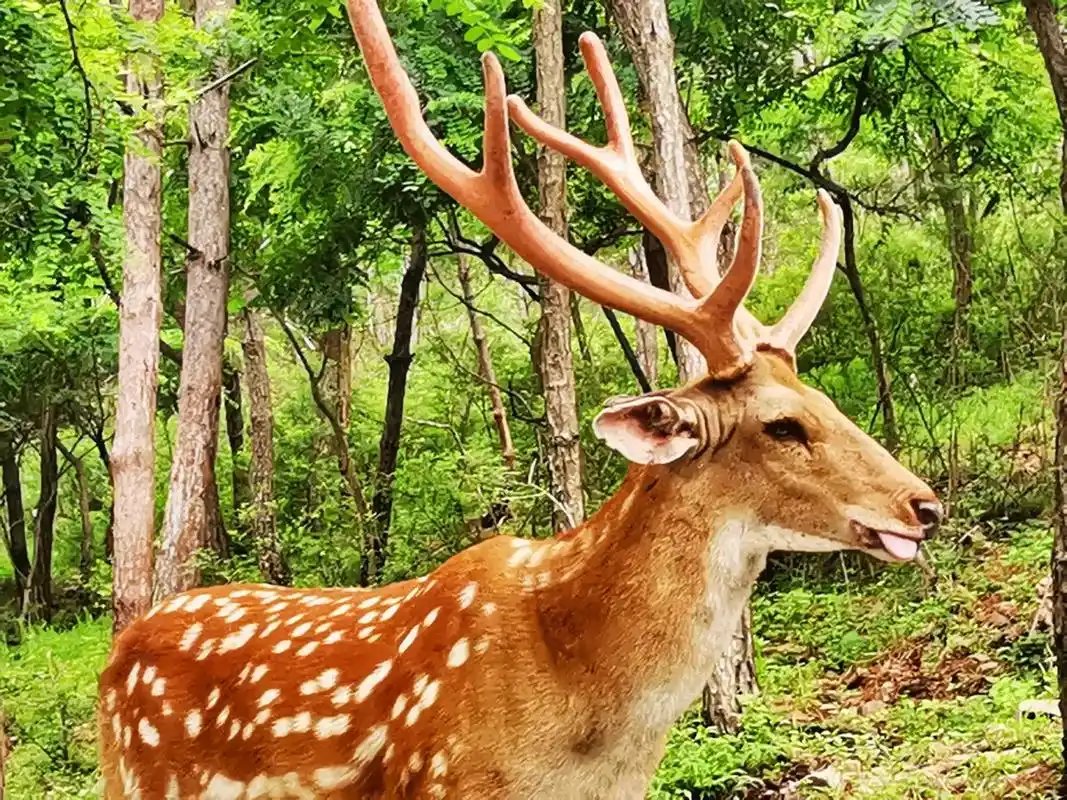 大连白云山山体公园里的野生梅花鹿,漂亮,温顺 - 抖音