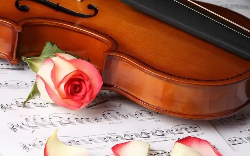 小提琴,玫瑰,美丽.
