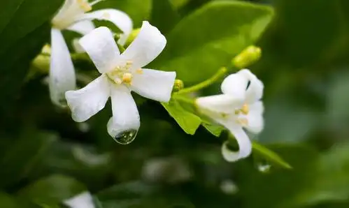 七里香的花语是什么?-娟蝶鲜花蛋糕网