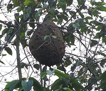 马蜂窝悬顶 4000学生提心吊胆_新闻中心_新浪网