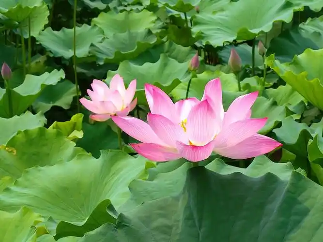 美丽吉祥莲花祝你吉祥快乐!
