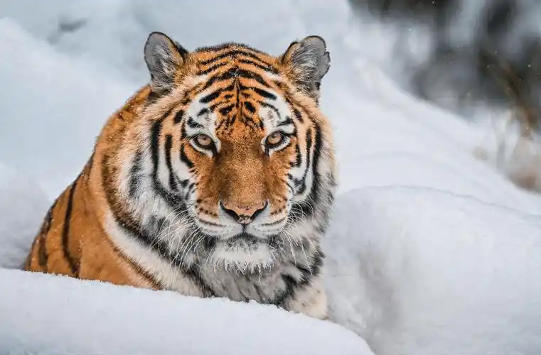 生性威武的东北虎