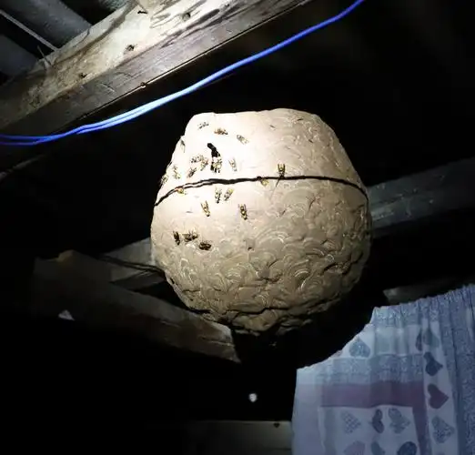 蛰伤六旬老妪,60公分巨型马蜂窝惊现民宅 玉溪高新消防10余分钟一锅端