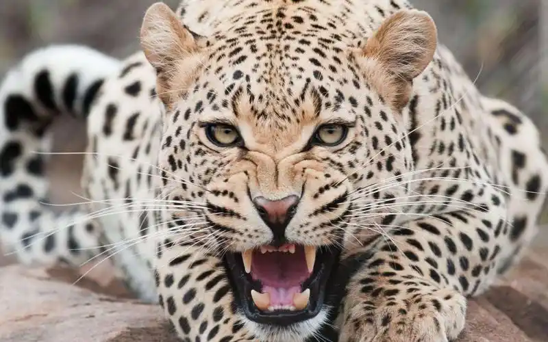 【猫科动物】花豹精彩集锦