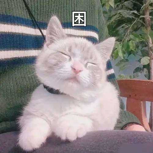 萌宠gif猫星人gif困gif想睡觉gif呆萌gif可爱gif