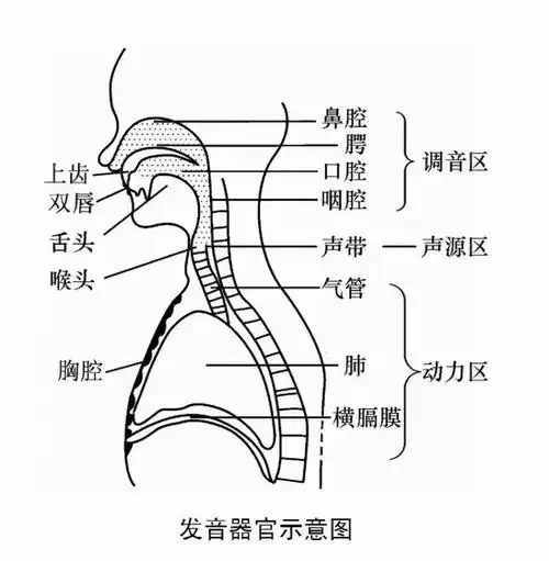 唱歌技巧:头腔共鸣,口腔共鸣和胸腔共鸣的训练方法