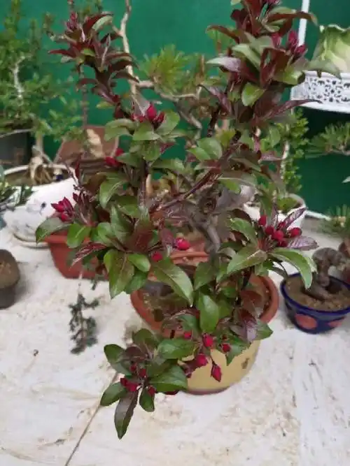 皇家雨点海棠盆景怎么养护