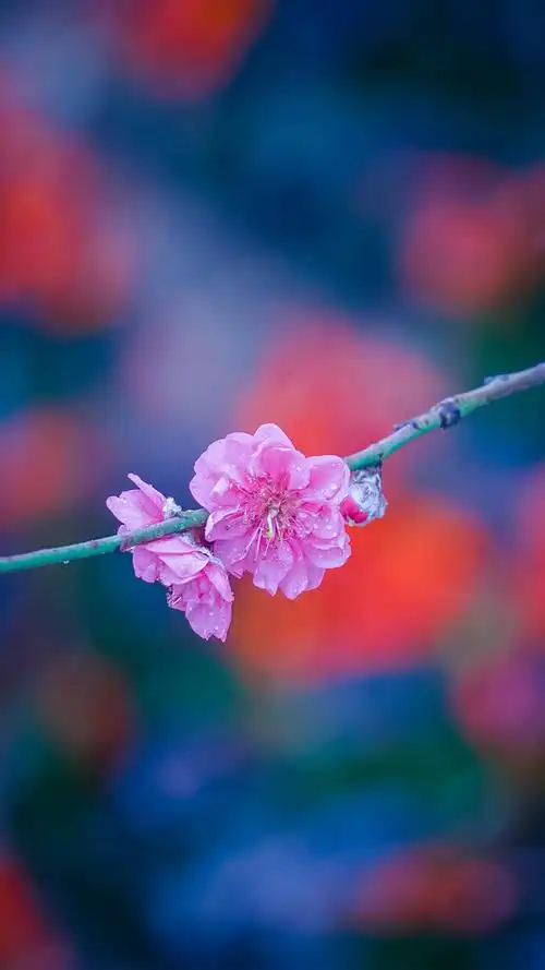 红色桃花唯美意境图片,高清桌面,手机锁屏图片-壁纸族