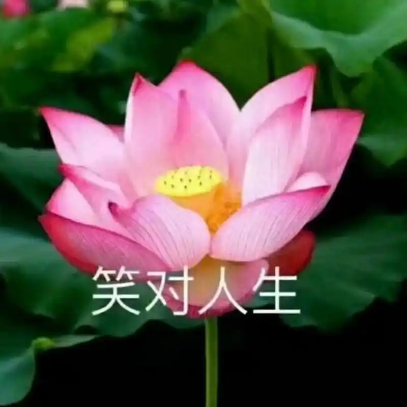 荷花莲花系列佛系头像-宁静致远 笑对人生 佛系人生.拿图请评论留言.