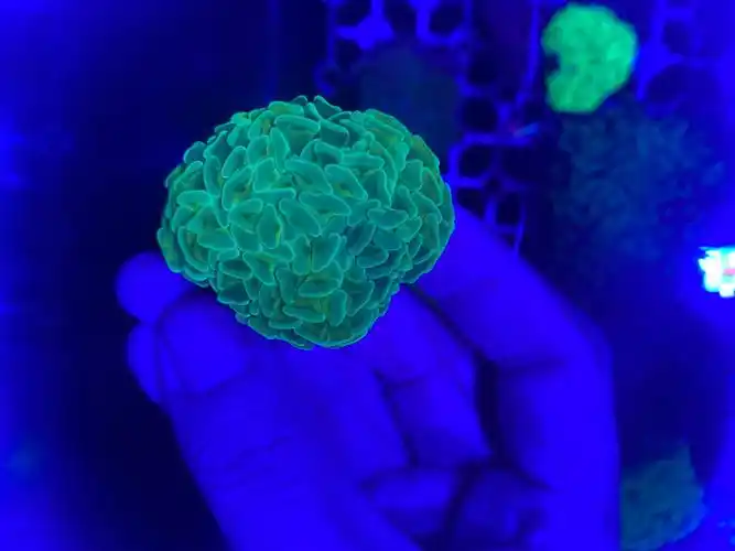 花瓶榔头纽扣脑