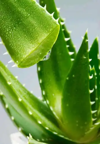 其它 纯天然芦荟灌肤 写美篇纯天然芦绘美容 2017-07-03 芦荟的安全性
