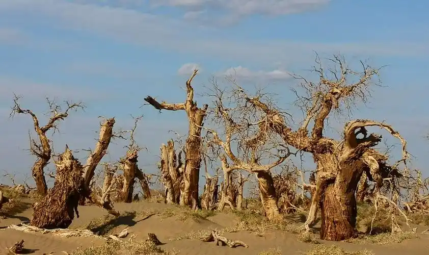 大漠胡杨 千年守望 传递历史的沧桑 诉说生命的顽强 彰显未来的希望